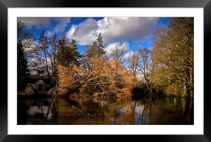 Tree fallen into pond Framed Mounted Print by Peter McCormack