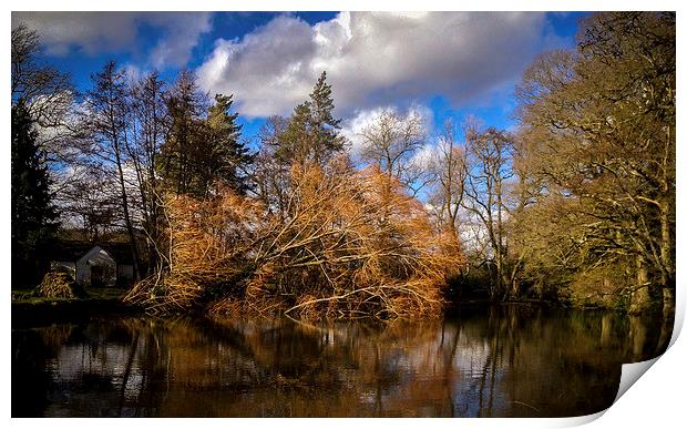 Tree fallen into pond Print by Peter McCormack