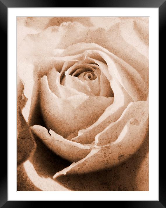 forgotten rose Framed Mounted Print by Heather Newton