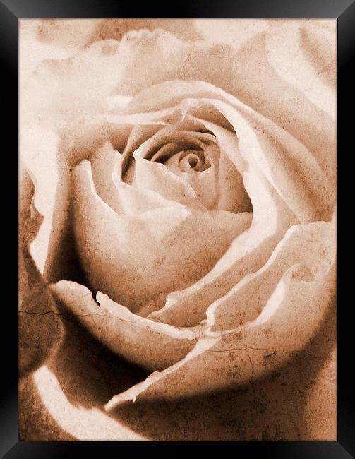 forgotten rose Framed Print by Heather Newton