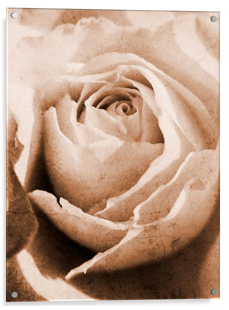forgotten rose Acrylic by Heather Newton