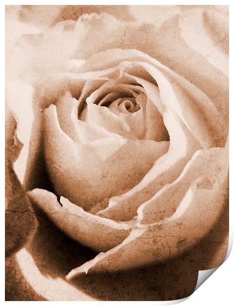 forgotten rose Print by Heather Newton