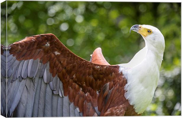 Fish Eagle Portrait Canvas Print by Andy McGarry