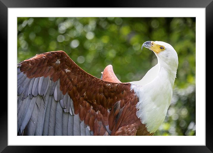 Fish Eagle Portrait Framed Mounted Print by Andy McGarry