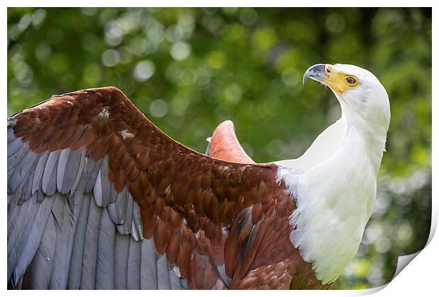 Fish Eagle Portrait Print by Andy McGarry