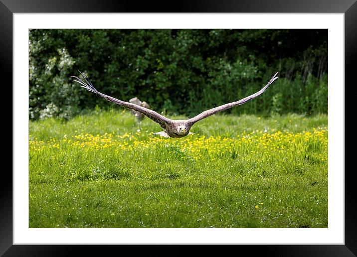 Sea Eagle in Flight Framed Mounted Print by Andy McGarry