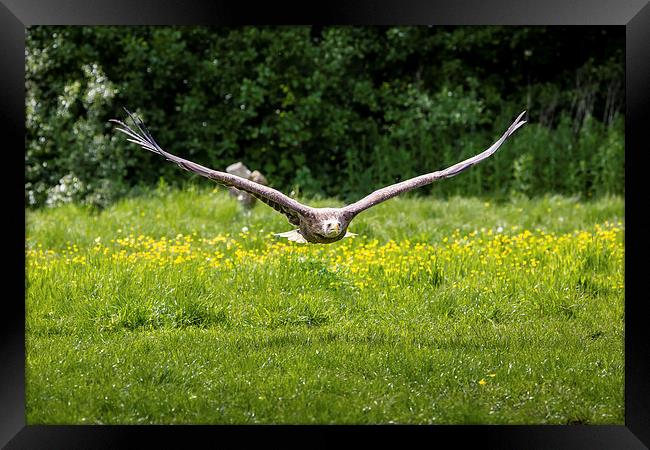 Sea Eagle in Flight Framed Print by Andy McGarry