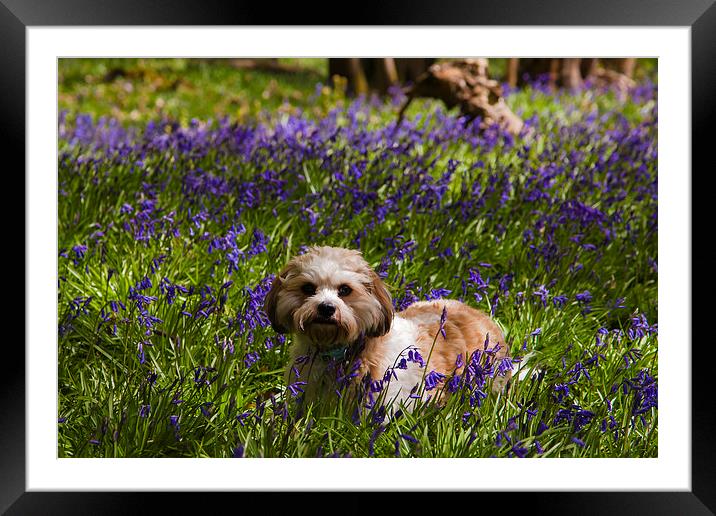 Bluebell Puppy dog Framed Mounted Print by andy myatt