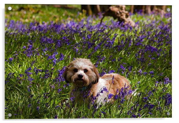 Bluebell Puppy dog Acrylic by andy myatt