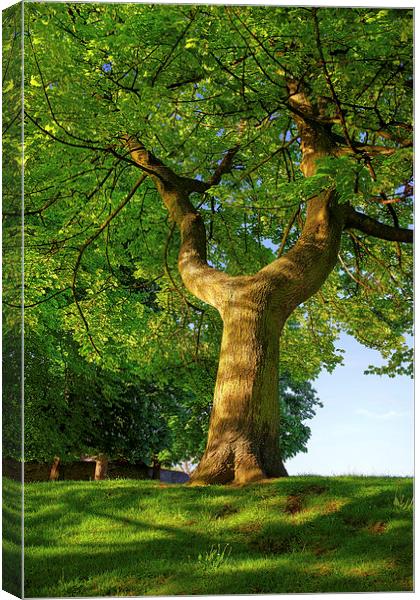Y Shaped Tree, Hillsborough Park,Sheffield Canvas Print by Darren Galpin