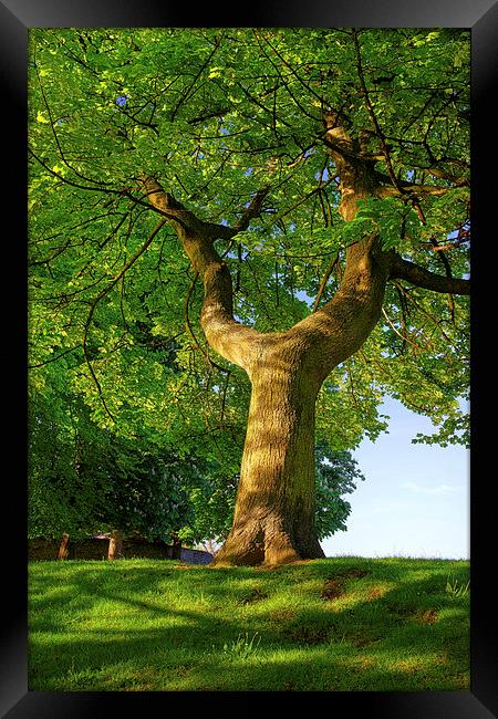 Y Shaped Tree, Hillsborough Park,Sheffield Framed Print by Darren Galpin
