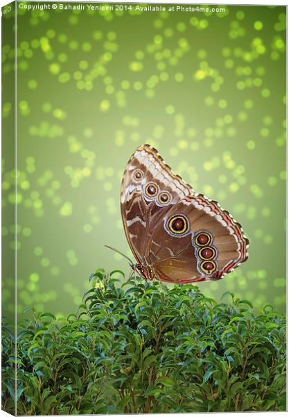 Brown Butterfly Canvas Print by Bahadir Yeniceri