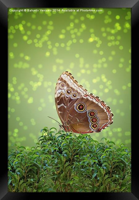 Brown Butterfly Framed Print by Bahadir Yeniceri
