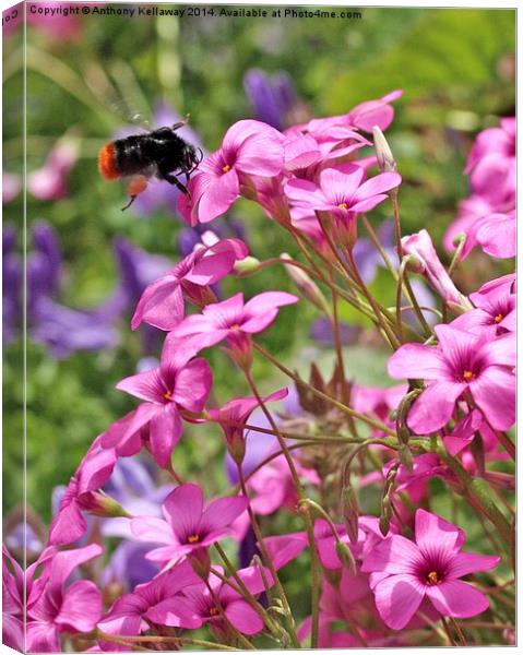 BEE ON OXALIS PINK FLOWERS Canvas Print by Anthony Kellaway