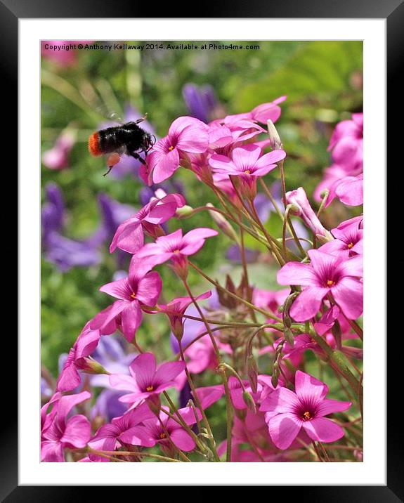 BEE ON OXALIS PINK FLOWERS Framed Mounted Print by Anthony Kellaway