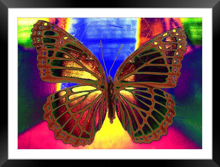 Angel Butterfly Framed Mounted Print by Matthew Lacey