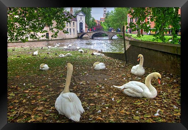 Swans in Bruge Belgium Framed Print by David French
