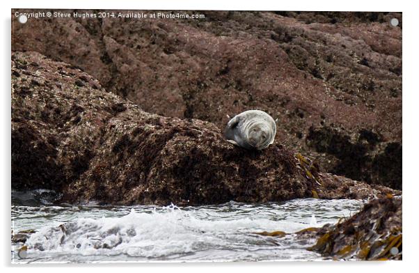 Atlantic Grey Seal on Caldey Island Acrylic by Steve Hughes