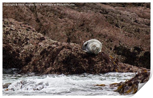 Atlantic Grey Seal on Caldey Island Print by Steve Hughes