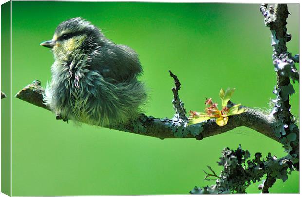 Young Blue tit after a bath Canvas Print by Rosie Spooner