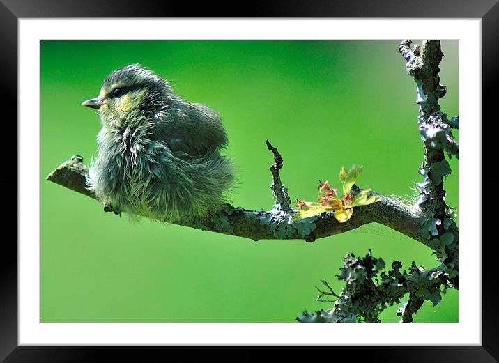 Young Blue tit after a bath Framed Mounted Print by Rosie Spooner
