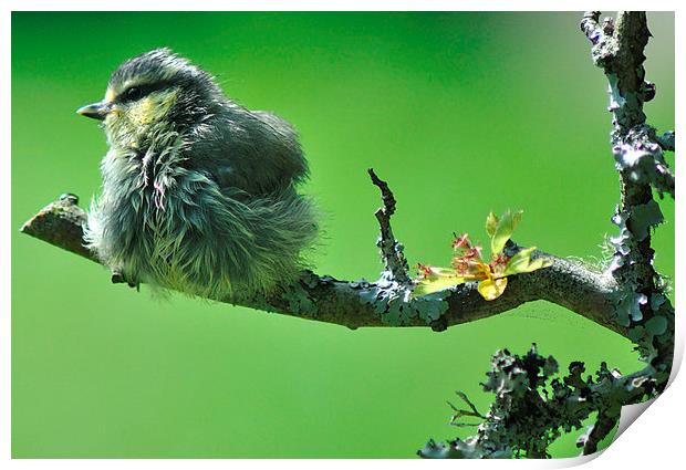 Young Blue tit after a bath Print by Rosie Spooner
