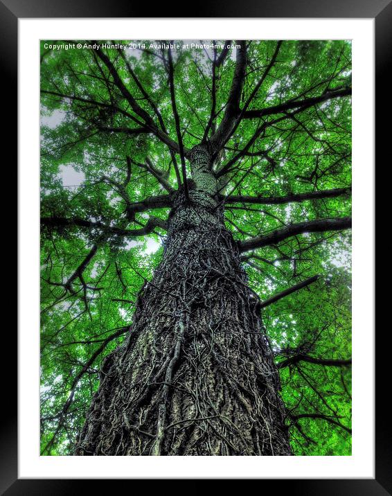 Tree Covered in Roots Framed Mounted Print by Andy Huntley