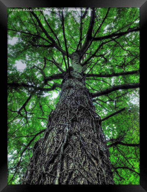 Tree Covered in Roots Framed Print by Andy Huntley