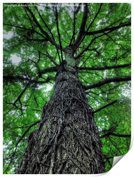 Tree Covered in Roots Print by Andy Huntley