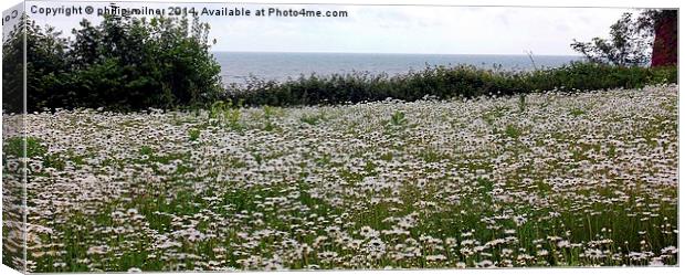 A Sea Of Daisies Canvas Print by philip milner