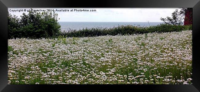 A Sea Of Daisies Framed Print by philip milner