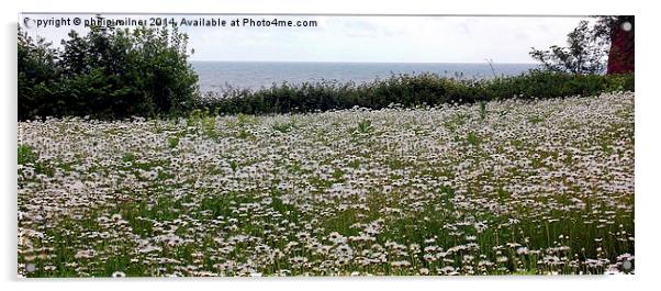 A Sea Of Daisies Acrylic by philip milner
