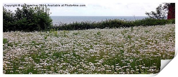 A Sea Of Daisies Print by philip milner