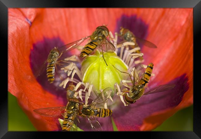 Busy Pollination Framed Print by Oliver Porter