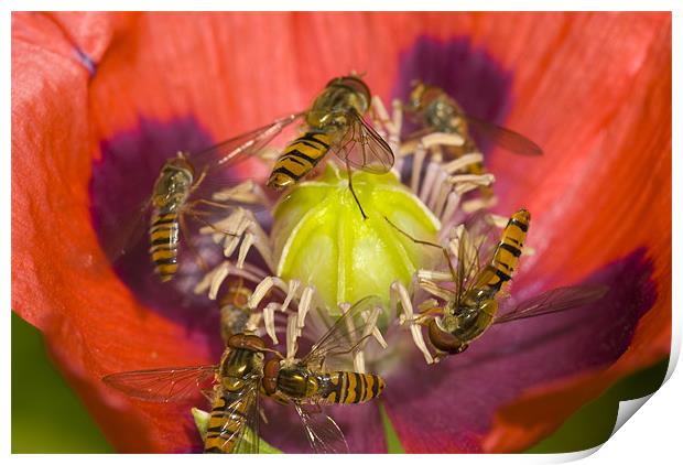 Busy Pollination Print by Oliver Porter