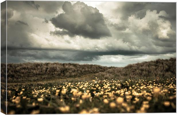 Field of Gold Canvas Print by Sean Wareing