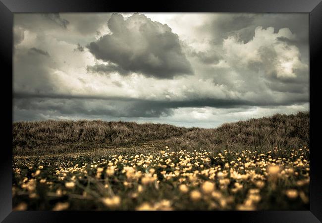 Field of Gold Framed Print by Sean Wareing