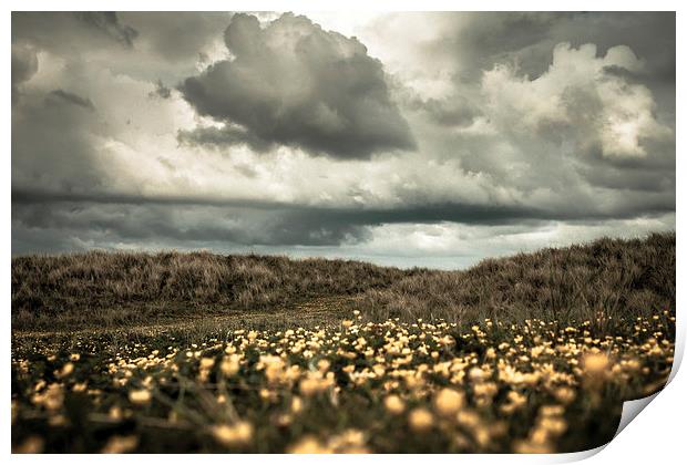 Field of Gold Print by Sean Wareing