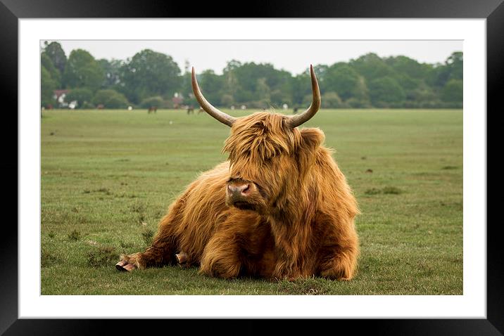 Highland Cow Framed Mounted Print by Ian Jones
