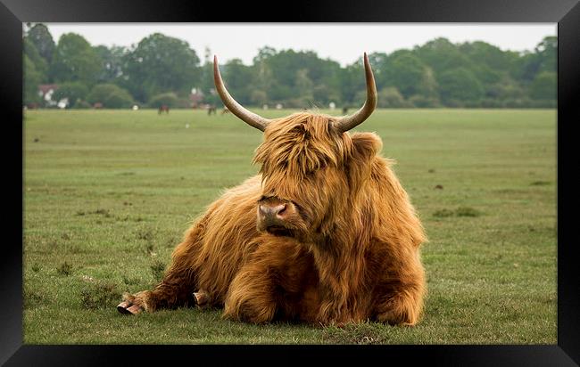 Highland Cow Framed Print by Ian Jones