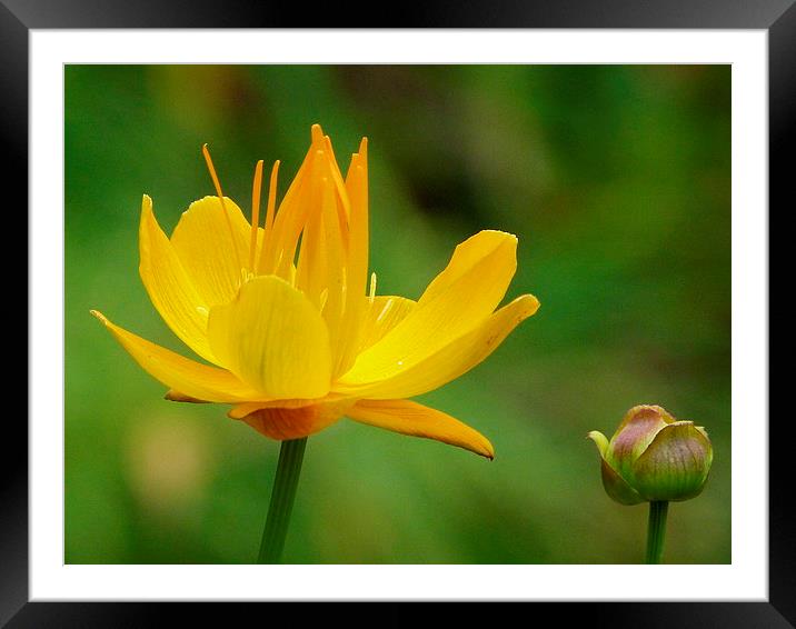 Trollius Golden Queen Framed Mounted Print by Stephen Cocking