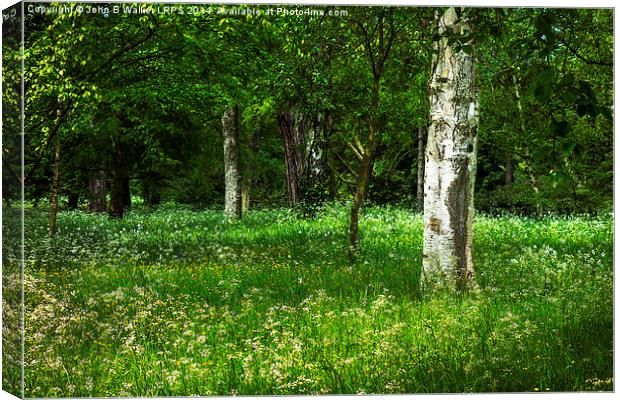 English Woodland in Spring Canvas Print by John B Walker LRPS