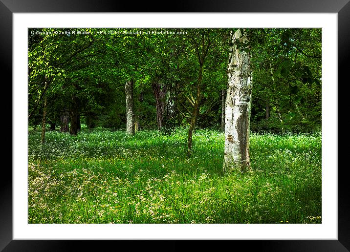 English Woodland in Spring Framed Mounted Print by John B Walker LRPS