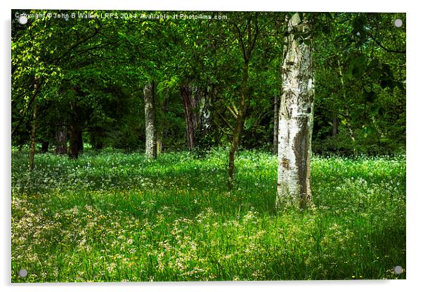 English Woodland in Spring Acrylic by John B Walker LRPS