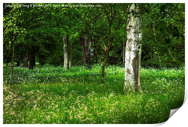 English Woodland in Spring Print by John B Walker LRPS