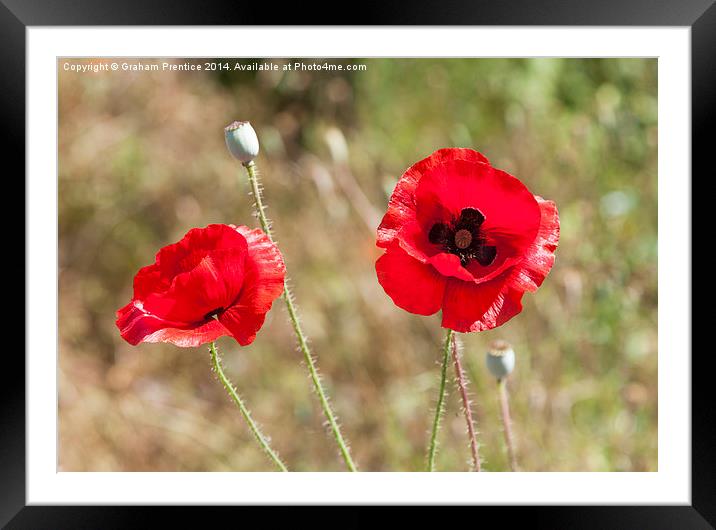 Red Poppies Framed Mounted Print by Graham Prentice