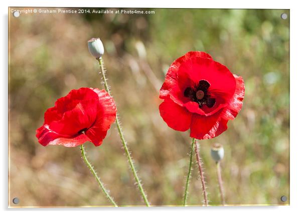 Red Poppies Acrylic by Graham Prentice