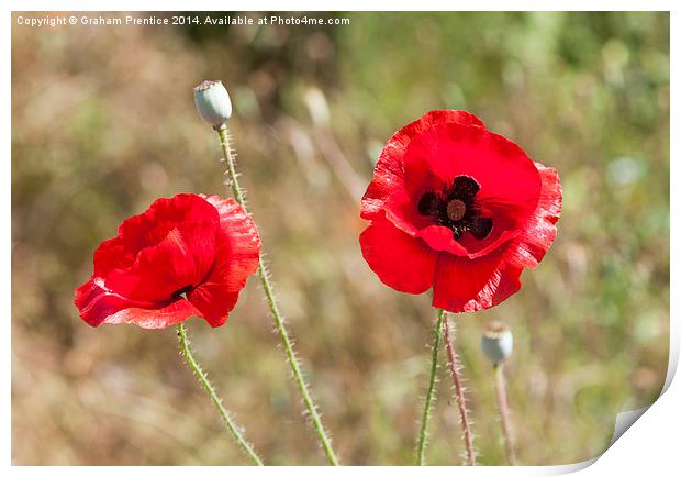 Red Poppies Print by Graham Prentice