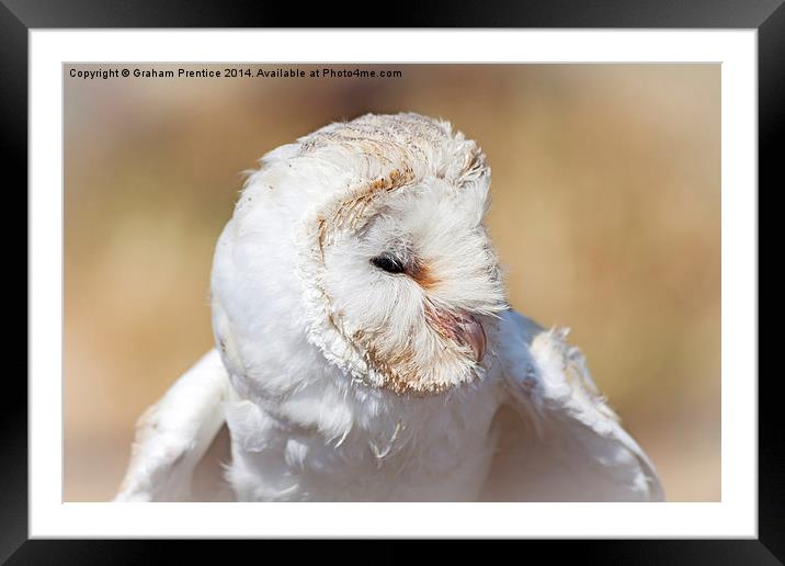 White Barn Owl Framed Mounted Print by Graham Prentice