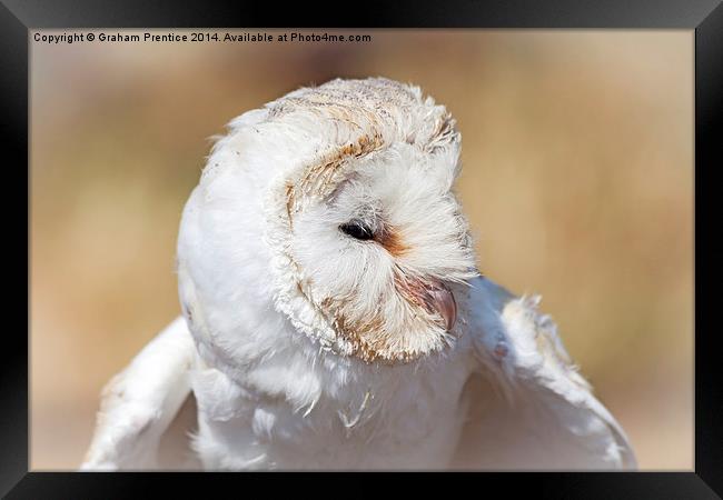 White Barn Owl Framed Print by Graham Prentice